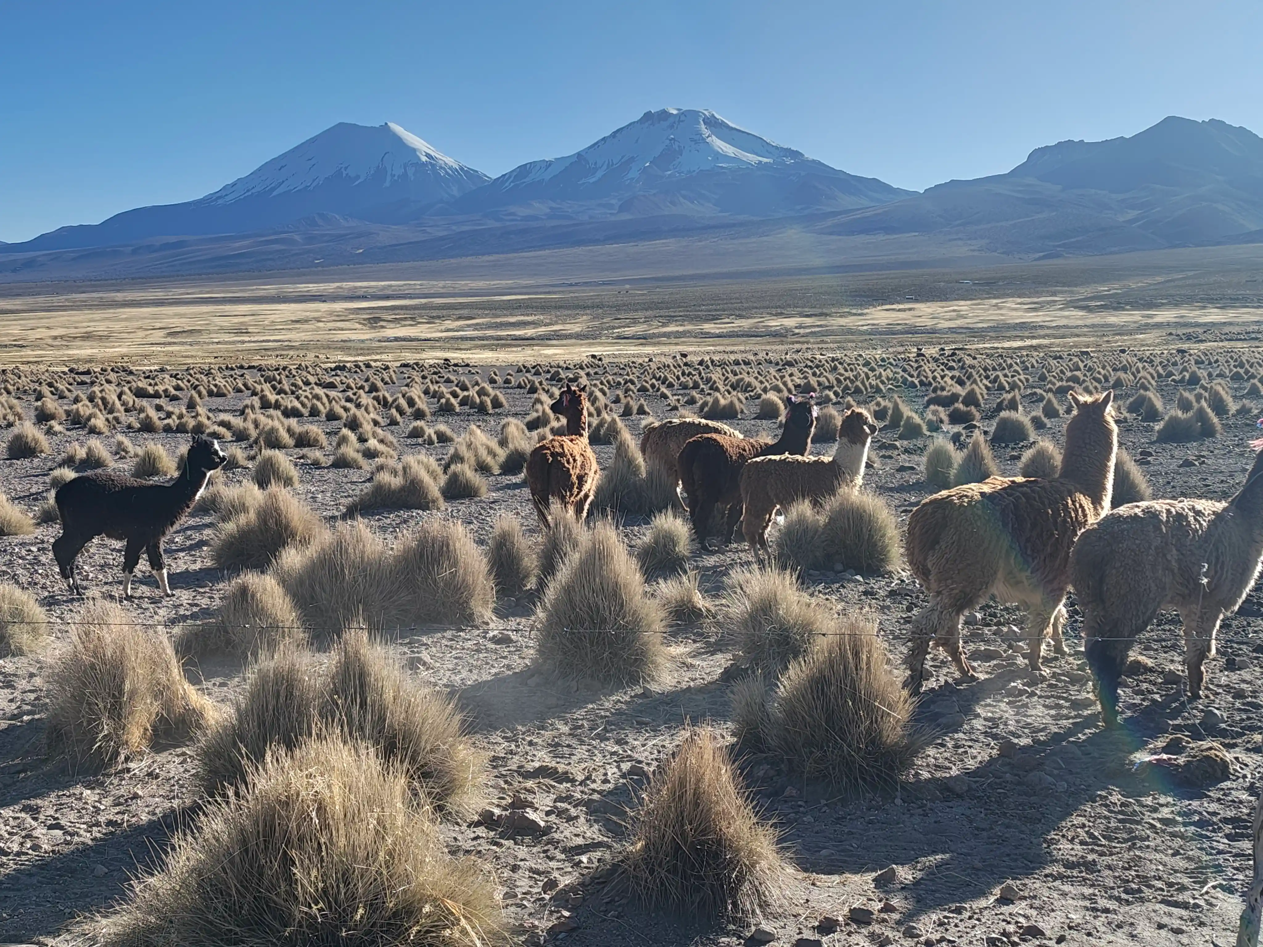 Pomerape y Parinacota, altiplano boliviano.